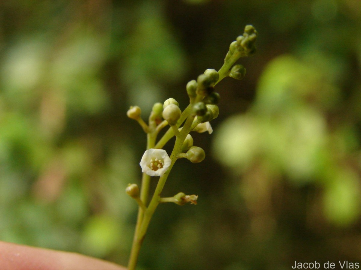 Maesa indica (Roxb.) Sweet